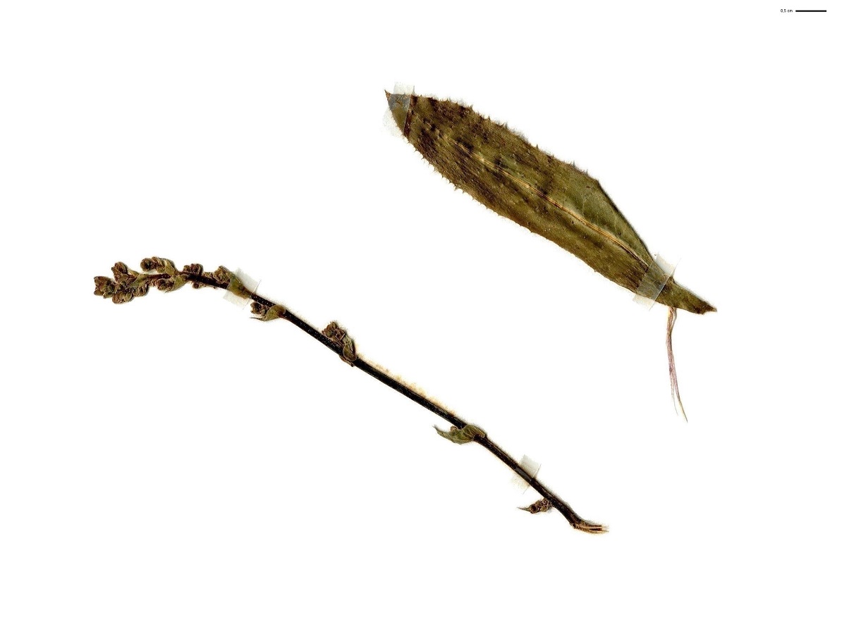 Lactuca virosa (Asteraceae)